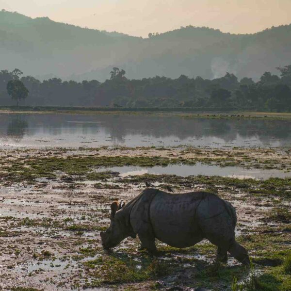 Kaziranga